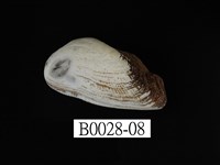 藏品(青鬍魁蛤)的圖片